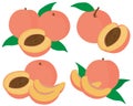 Set of fruit peaches illustration slices and slices